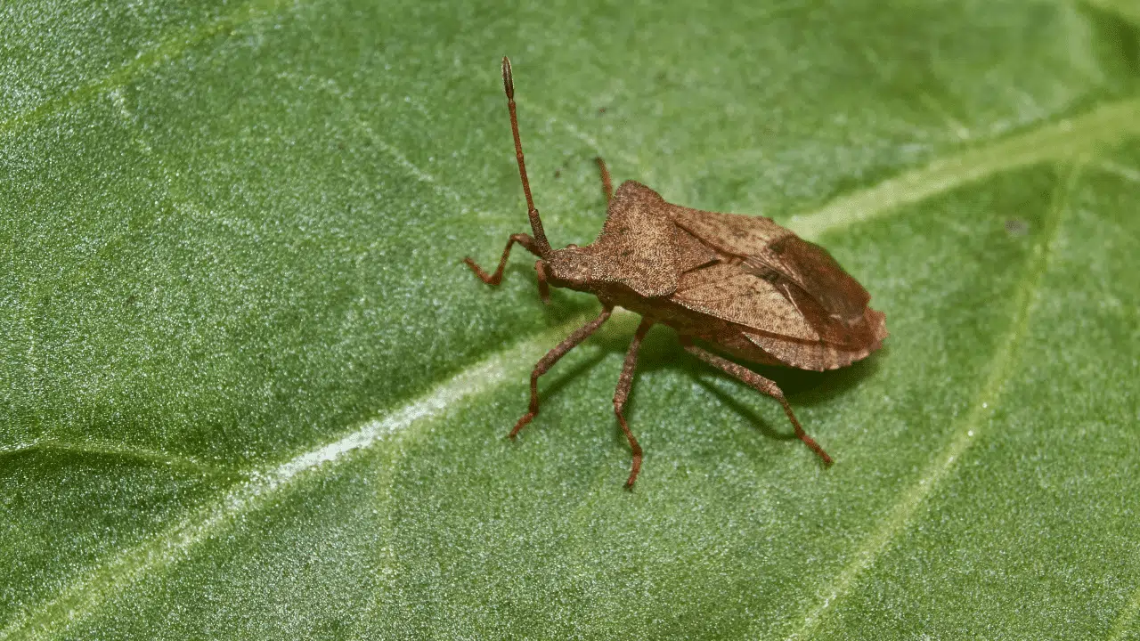 quelle est la signification d’une punaise marron dans la maison
