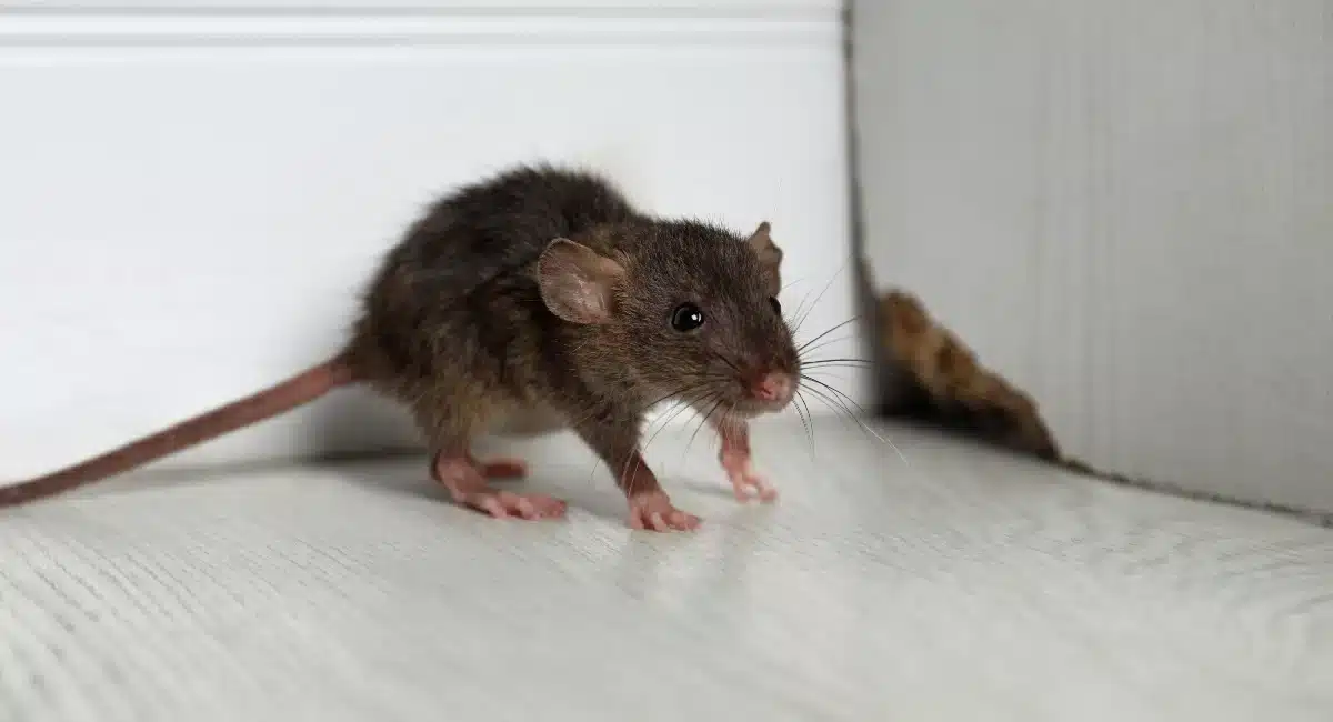 Cet ingrédient à 35 centimes que tout le monde a chez soi repousse rats et souris naturellement