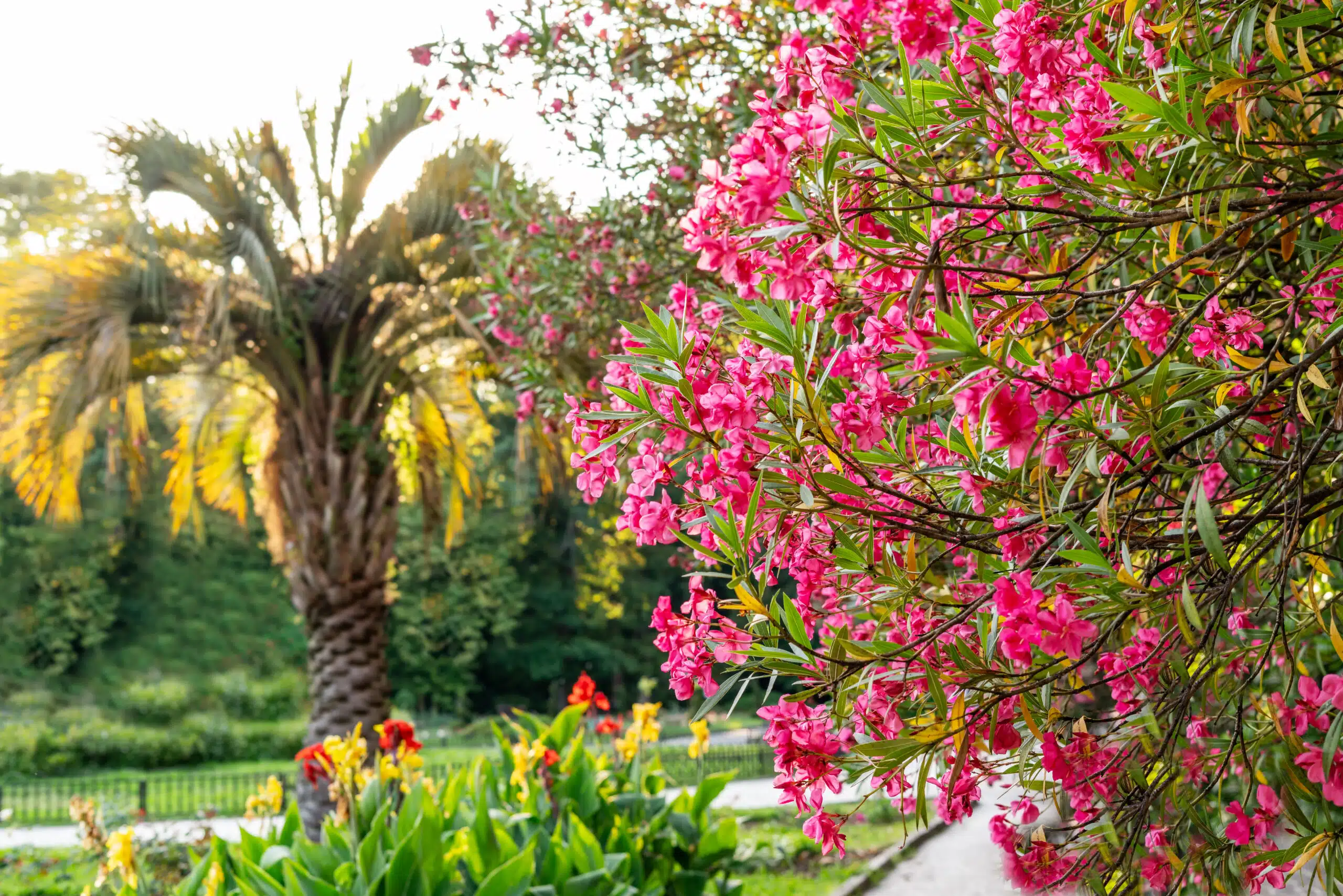 Cette jolie fleur va disparaître de nos jardins : voici pourquoi il ne faut surtout plus la planter, dès la rentrée prochaine