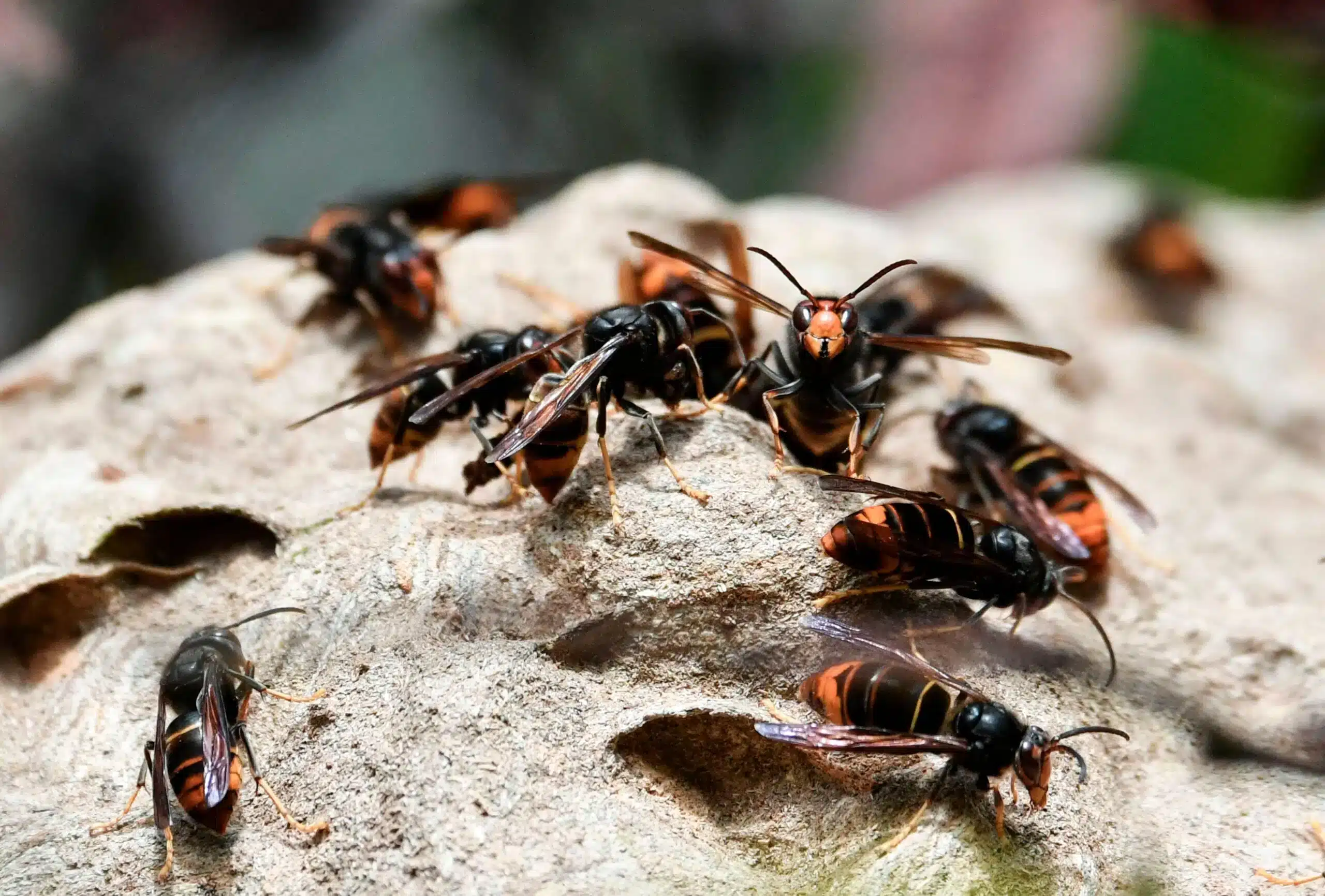Frelons asiatiques : cette simple feuille est l’astuce ultime pour les faire fuir pour toujours