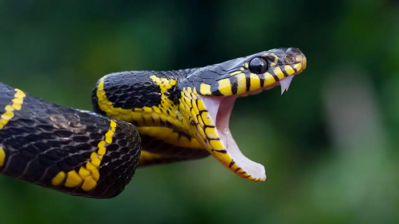 « Il ne m’aurait jamais mordu si j’avais su ça » : ce que tout promeneur doit savoir avant de croiser un serpent