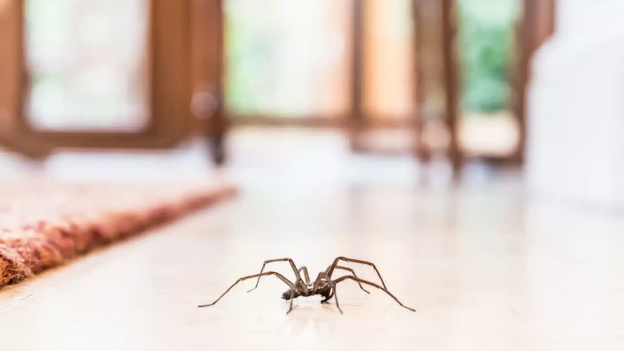 Araignées : Cet ingrédient à 40 centimes que tout le monde a chez soi est un répulsif naturel super efficace