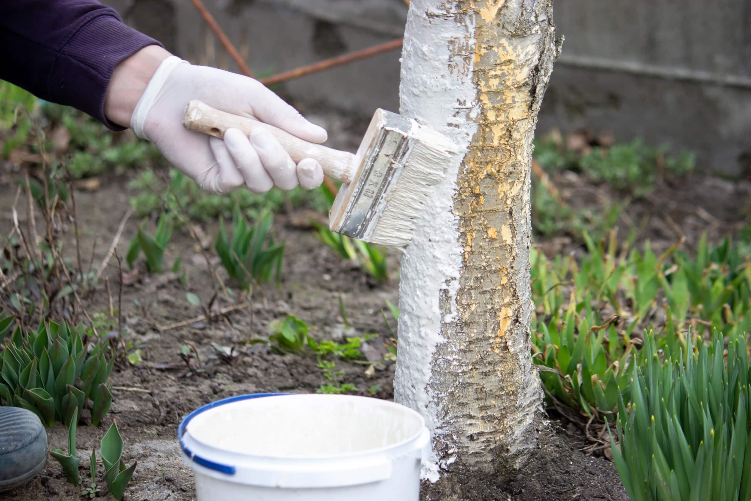Chaulage : pourquoi faut-il peindre les troncs d’arbres en blanc ?