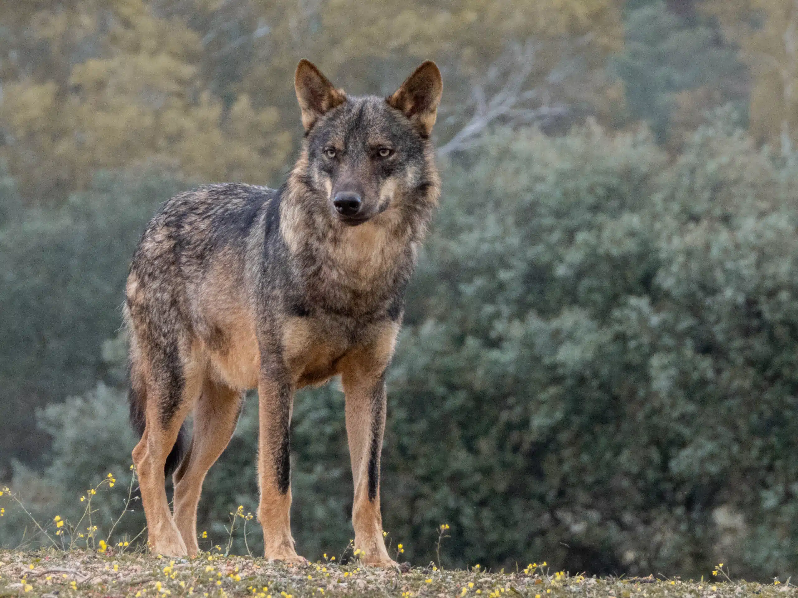 « Choquant et inquiétant » : Une petite fille a été attaquée par un loup alors qu’elle jouait sur la plage