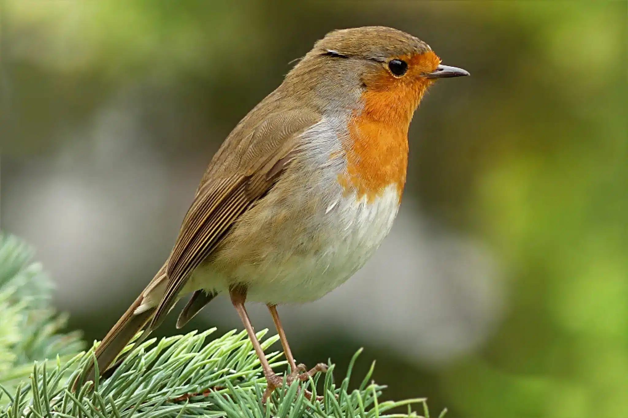 Envie d’aider les rouges-gorges cet automne ? Voici le seul aliment à déposer dans les mangeoires pour les nourrir convenablement