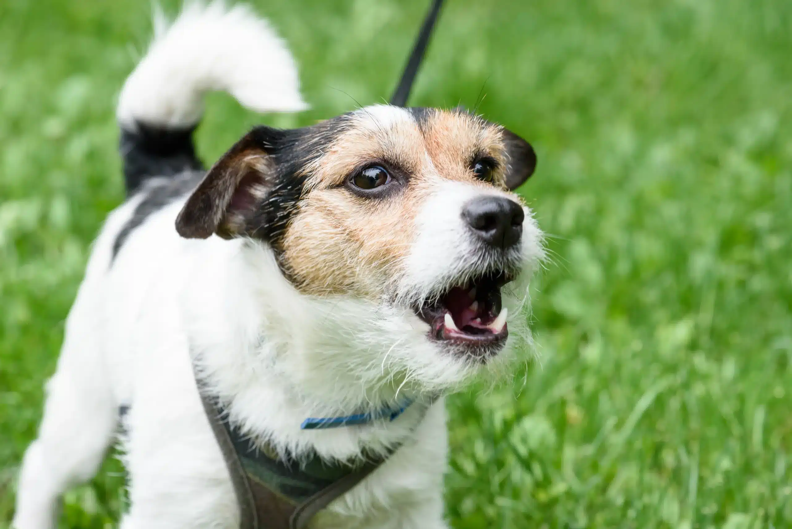 Grâce aux aboiements du chien de mon voisin, je touche 90 euros tous les mois sans sortir de chez moi