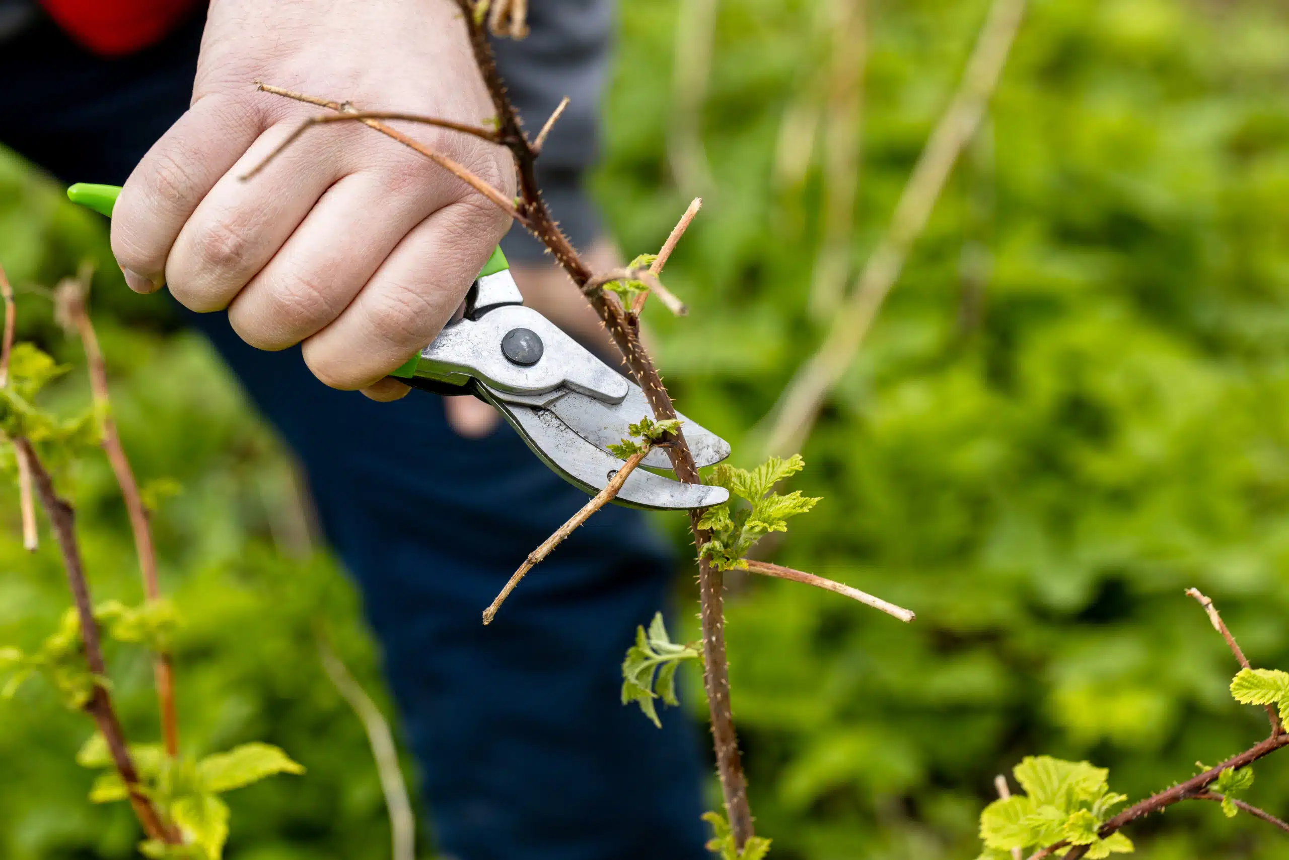 Jardin : voici les 5 arbres qu’il faut absolument élaguer cet automne