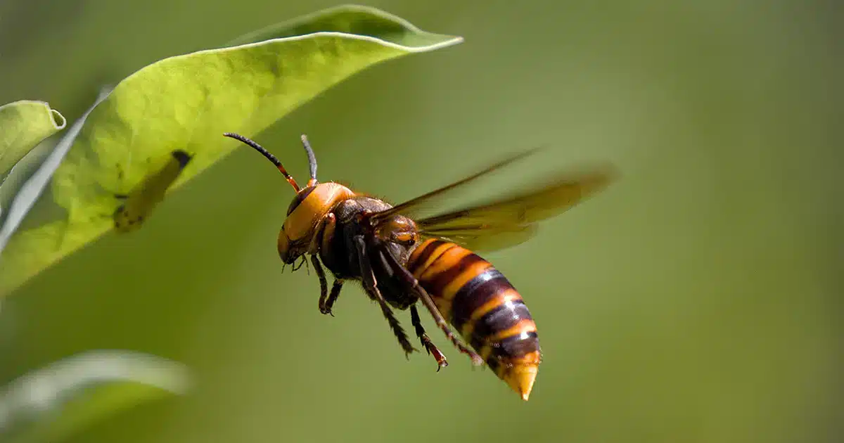 Quels sont les prédateurs naturels qui se nourrissent de frelons asiatiques ?