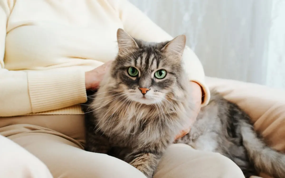 Voici les 4 races de chats idéales pour les plus de 70 ans selon les experts