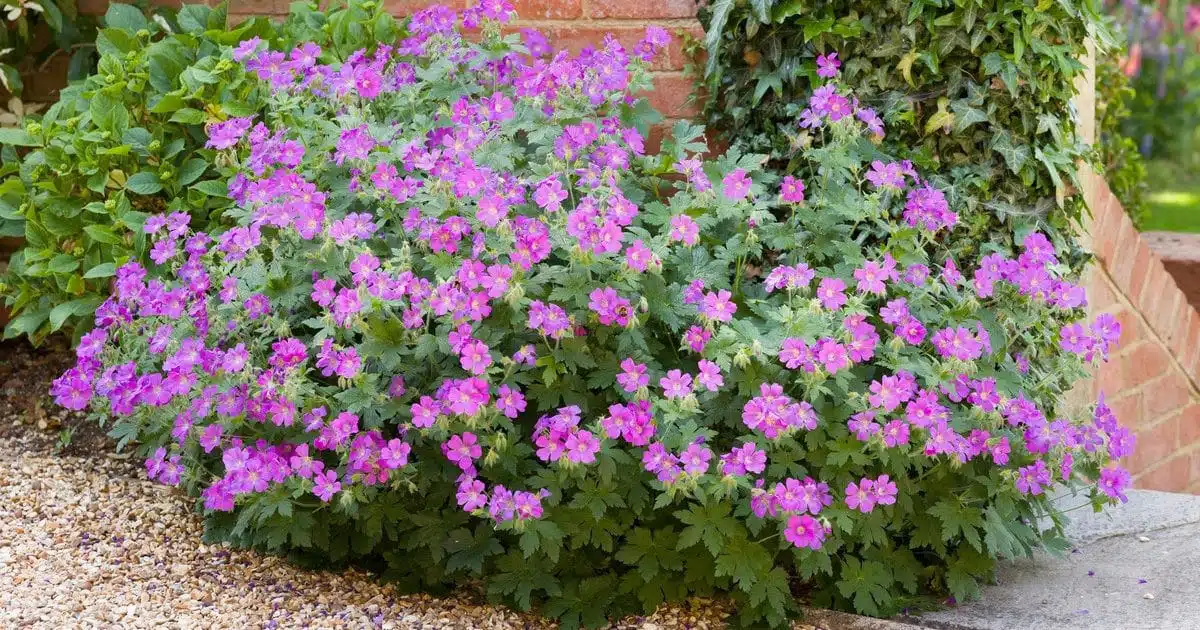 Jardin : cette fleur élue « plante du siècle » pour sa beauté est à planter en septembre et elle ne nécessite aucun entretien