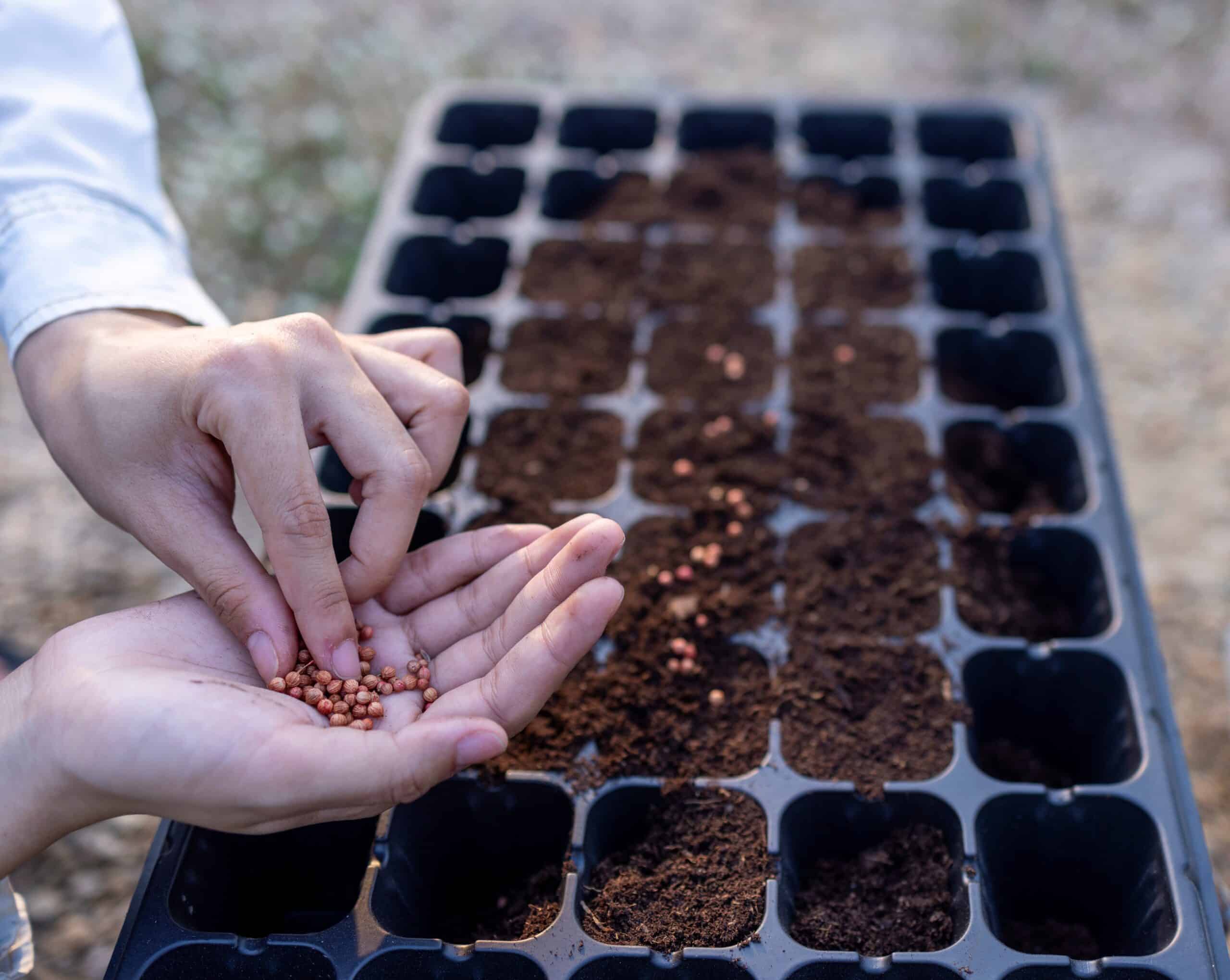« C’est maintenant ou jamais » : Voici les 5 légumes à planter pour des récoltes précoces au printemps