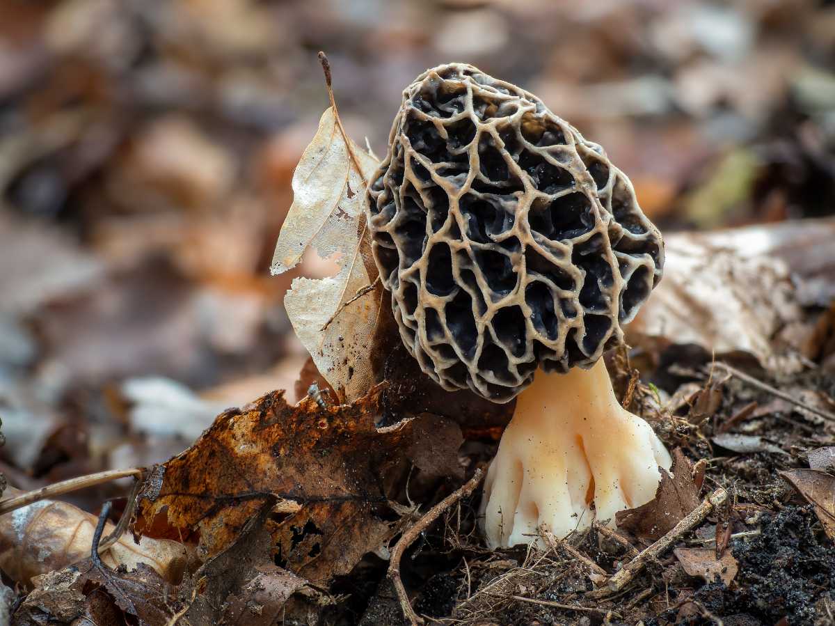 champignons, cette technique ancienne permet de faire pousser des morilles dans son jardin, d'après cet expert