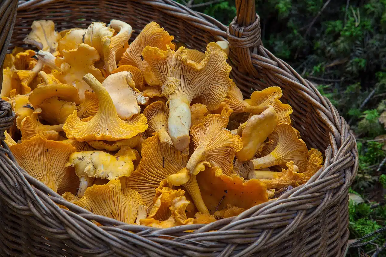 Champignons : une grosse amende pour les Français qui partent à la cueillette sans respecter cette règle méconnue
