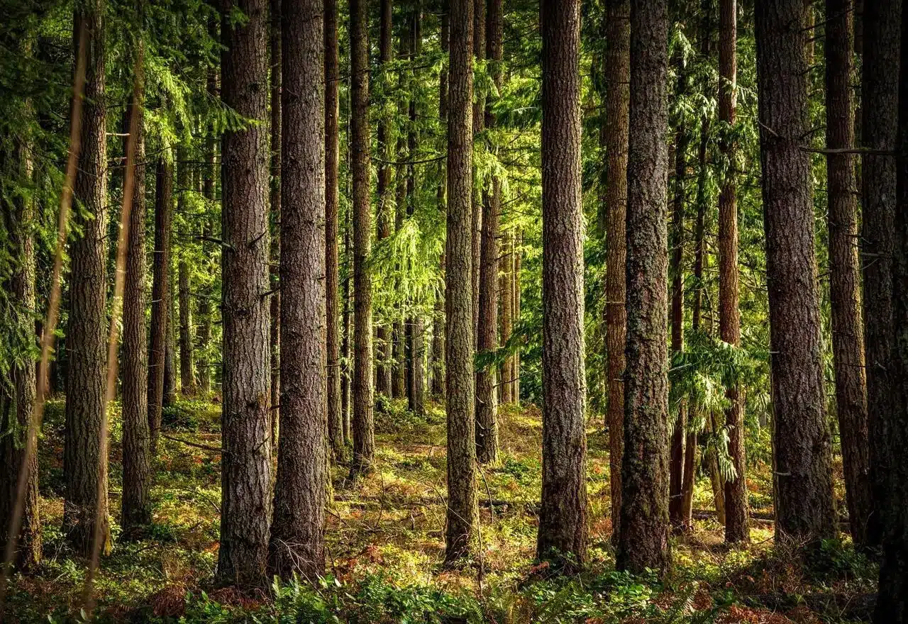 « Il mesure 66 mètres et n’a pas fini de grandir » : voici le plus grand arbre de France, et il se trouve dans la Loire
