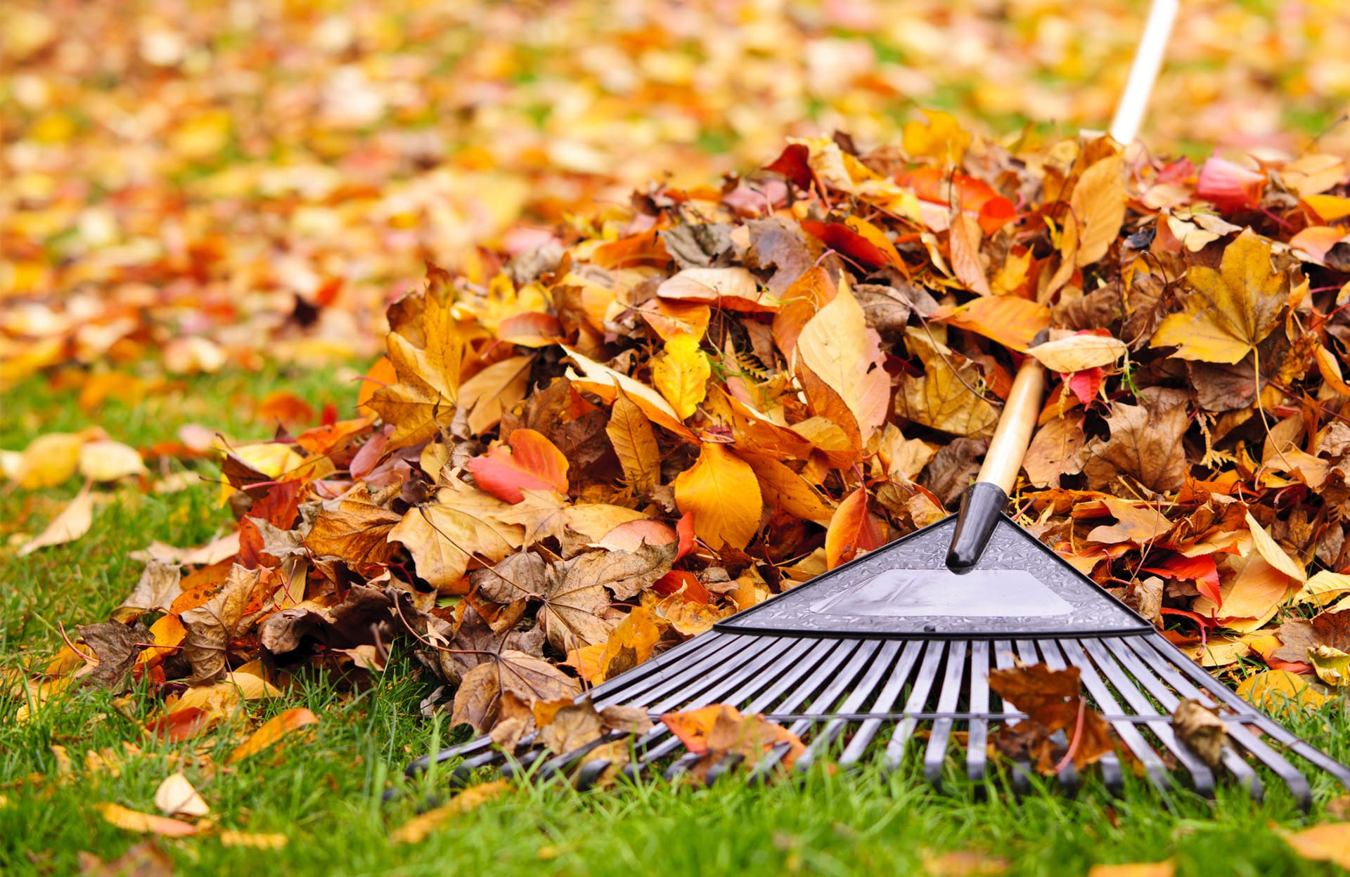 jardin, voici pourquoi il faut arrêter de mettre les feuilles mortes de son jardin au compost en automne