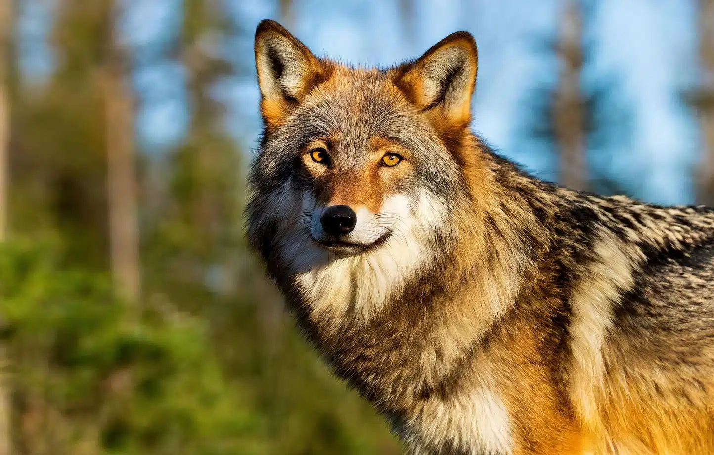 Loups : voici la liste complète des régions de France où leur présence explose en 2025