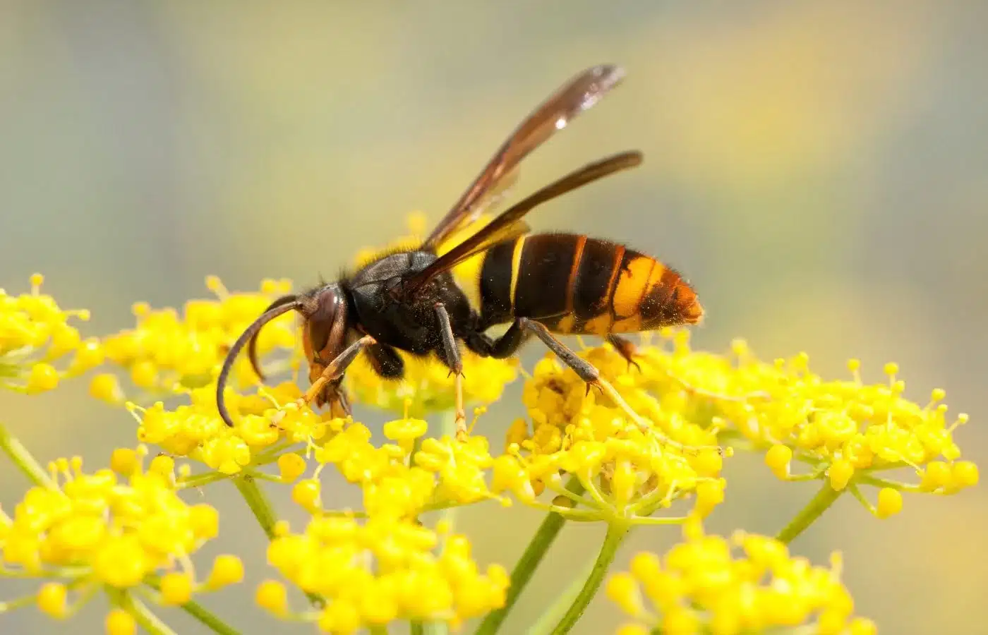 ne plantez pas cette plante dans votre jardin, c’est un véritable aimant à frelons asiatiques