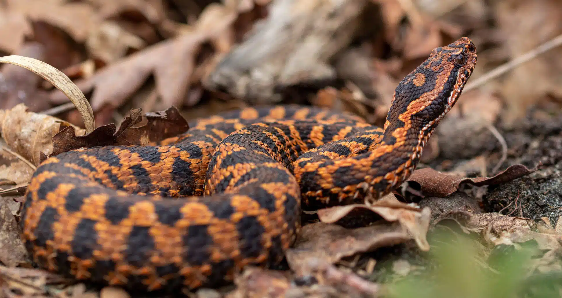 Jardin : Vous pourriez tomber nez à nez avec ce serpent venimeux en pleine recrudescence, voilà où il vit en France